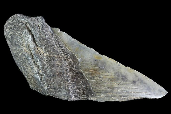 Partial Fossil Megalodon Tooth #89426